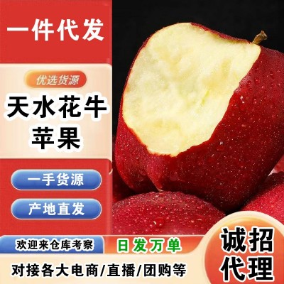 甘肃天水花牛苹果粉面沙甜新鲜水果整箱包邮当季红蛇果 一 件代发