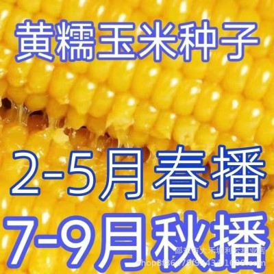 黄糯玉米种子超甜糯大棒四季高产抗病杂交皮薄糯甜黄糯粘玉米种子