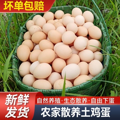 五谷散养虫草走地鸡蛋批发柴鸡蛋农家林间散养新鲜土鸡蛋 草鸡蛋