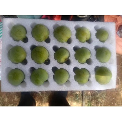 云南蜂糖李 大量批发零售