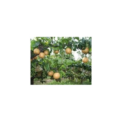 2016年新圆黄梨 新圆黄梨代办
