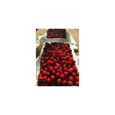 沙蜜托樱桃批发美早樱桃基地价格 布鲁克斯樱桃批发