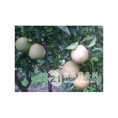 宜昌蜜柚