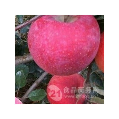 美乐苹果苗