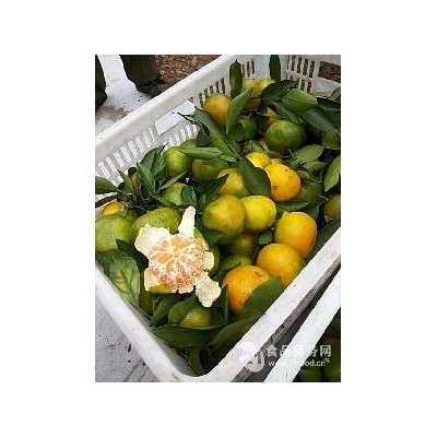 宜昌早熟蜜桔/蜜橘价格
