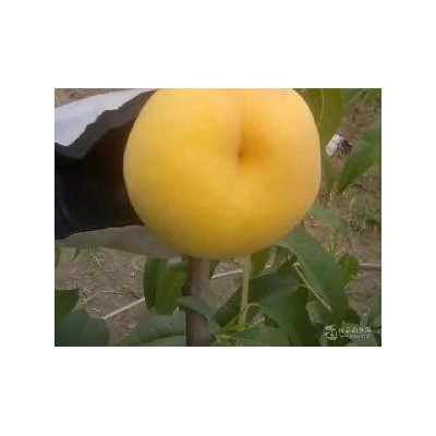 黄桃脆不软：又名黄金铁蛋
