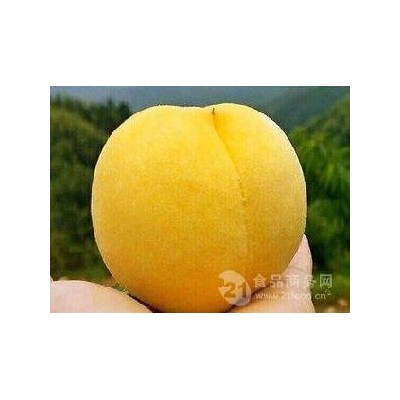 黄金脆桃|又名奇黄金桃|也叫仲秋黄金脆