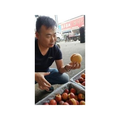 早黄金脆：又名新黄金蜜一号