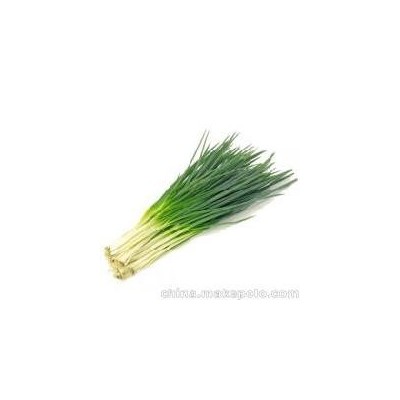四季小香葱 小葱 盆栽香葱种子 7g 原装彩包