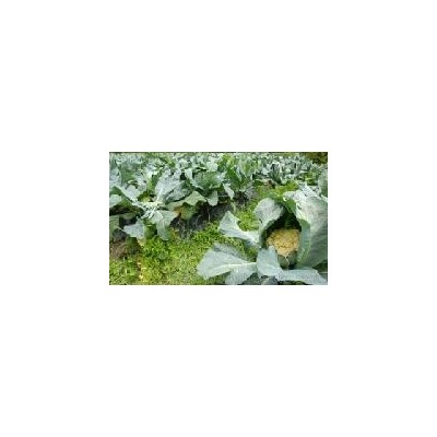 品有机花菜 新鲜蔬菜500g 发江浙沪皖 有杭州同城配送