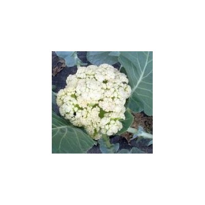 品有机花菜 新鲜蔬菜500g