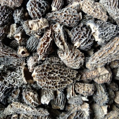 云南特产野生羊肚菌全剪柄2-6cm肉质厚批发100g菌菇地理标志产品