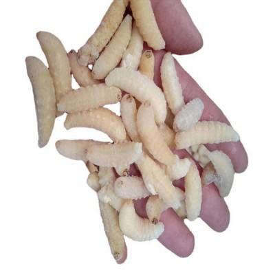 云南野生速冻蜂蛹王蜂食用昆虫食材产地批发农家自产野生蜂蛹