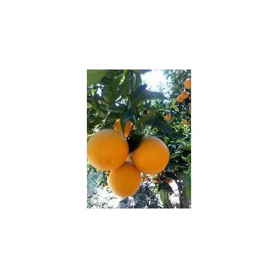 夏橙批发