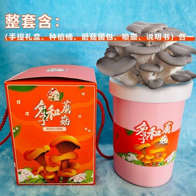 蘑菇种植桶礼盒装儿童盆栽DIY自己种阳台学校礼品DIY菌类创意植物