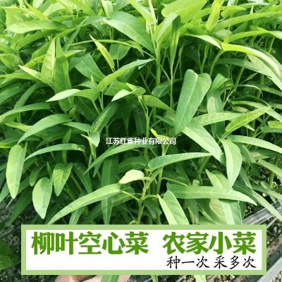 空心菜种子柳叶白梗空心菜小叶青菜种籽阳台盆栽大田蔬菜四季种孑