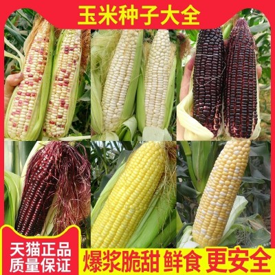 黄糯粘玉米种子黄金甜粘糯大棒玉米 糯玉米种子蔬菜种子皮薄糯甜
