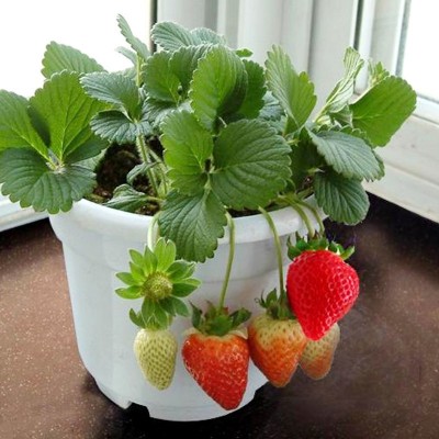 四季奶油草莓种子厂家批发易活超甜大草莓籽阳台盆栽室内盆栽