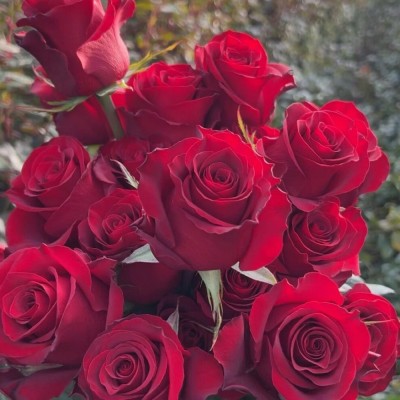 一件代发高原红月季花苗开花红红玫瑰花室内阳台庭院四季盆栽花卉