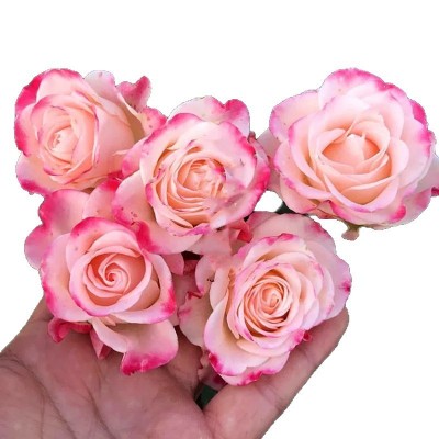 一件代发折射泡泡月季花苗开花玫瑰盆栽花卉爬藤植物藤本蔷薇绿植