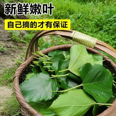 采叶大叶蛋白桑树嫁接苗 喂蚕宝宝 养蚕高产 青苗饲料桑苗
