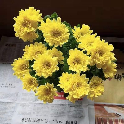大菊花苗9.8元10棵四季食用开花菊花盆栽室内外阳台庭院观花植物