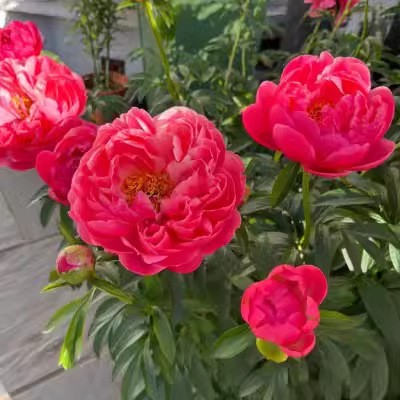 重瓣芍药花苗四季播种开花带芽大根块种球御前表演多年生花卉盆栽