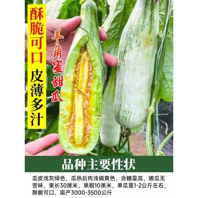 蔬菜苗羊角蜜秧苗 南方花皮超甜香瓜苗四季薄皮高产黄皮香瓜秧苗