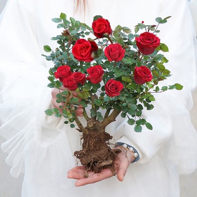 正宗玫瑰花苗老根特大盆栽浓香月季花苗绿植花卉四季开花好养花卉