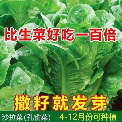 孔雀菜不打药不生虫生吃脆甜高营养直立生菜四季播生菜
