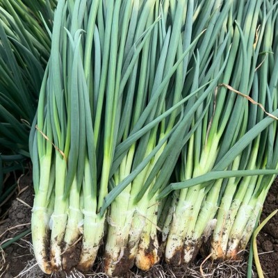 小香葱种子小葱籽种籽大葱籽原装四季蔬菜菜春季种植热词葱种子