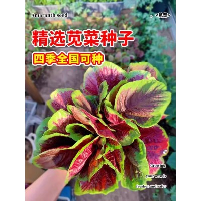 红苋菜种子大圆叶苋菜野菜籽原装四季蔬菜种子大全菜种子批发代发