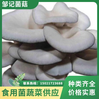 新鲜平菇 基地直采每日现摘保证新鲜 菌肉饱满口感脆嫩 邹记菌菇