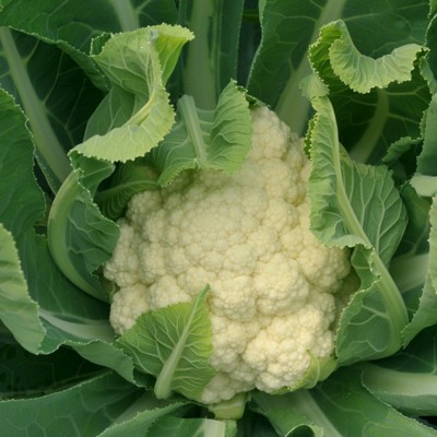 白菜花种子白色花菜种籽花椰菜种孑批发青梗耐寒约200粒菜种菜籽