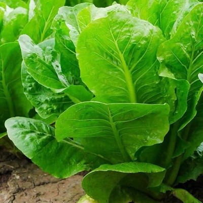孔雀菜种四季种籽大全生菜罗马沙拉奶油紫叶种孑阳台盆栽蔬菜种子