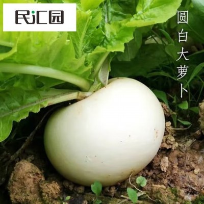 蔬菜种子春不老萝卜四川春不老圆白萝卜萝卜苗脆甜多汁
