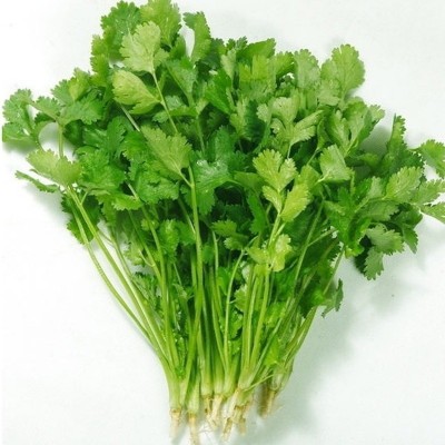 满地香大叶香菜种子四季种植蔬菜种子菜籽秋冬阳台花盆菜孑可食用