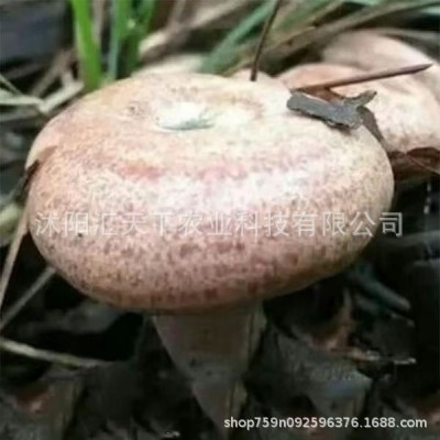 松树菌乌枞松菌黄松菌黄枞菌松针蘑菇四季可种菌包原种黄丝菌菌种