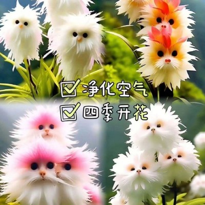 爆款热卖大花脸猫兰花满屋香浓香新款盆栽外形可爱清香芬芳除甲醛