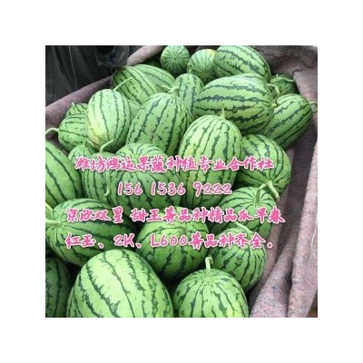 包熟包甜早春红玉西瓜-2k-600-