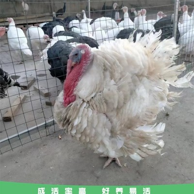 脱温观赏幼年火鸡 生态园散养尼古拉火鸡苗 毛色光亮