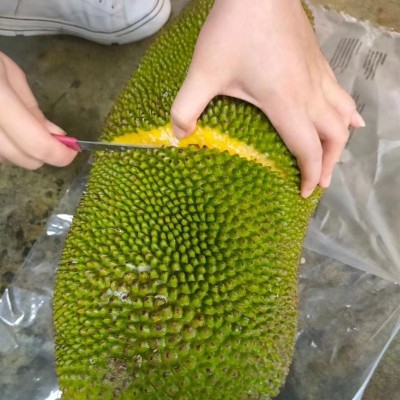 云南热带水果新鲜水果现摘现发大树木菠萝红肉菠萝蜜整个菠萝蜜