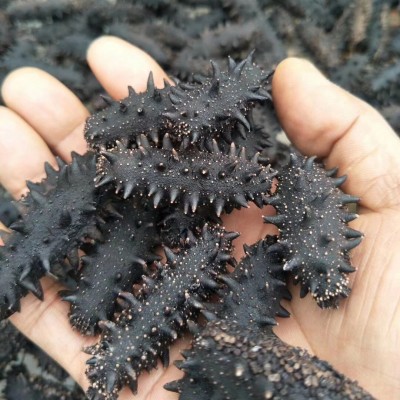 工厂直供深海大连纯淡干海参辽刺参干货散装批发非即食辽参海参